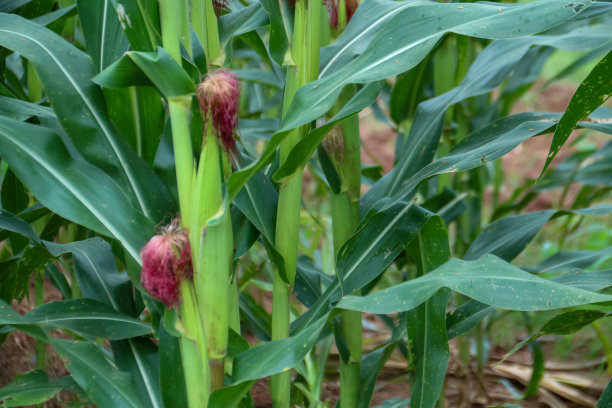 玉米幼果图片下载