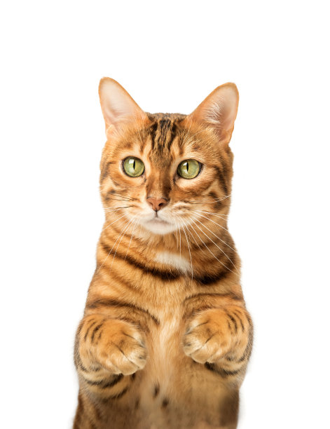白色背景的孟加拉猫，举起爪子。图片下载