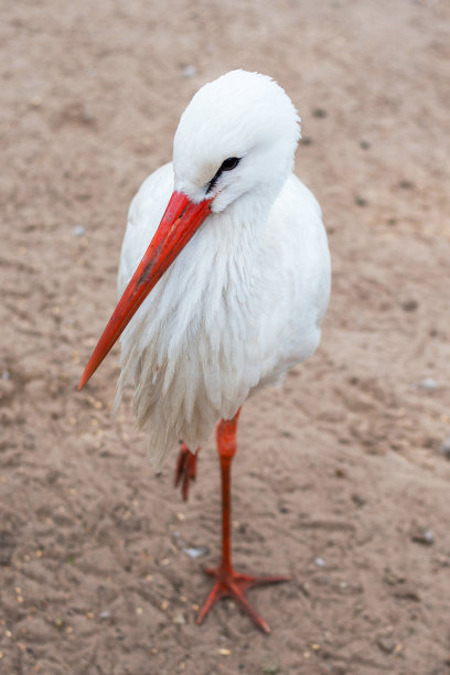白鹳站在沙滩上的特写图片下载