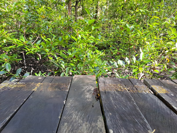 木质桌面与绿叶背景图片下载