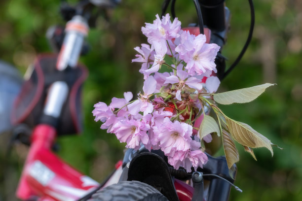 自行车上娇嫩的粉色樱花枝。自然浪漫的明信片。图片下载