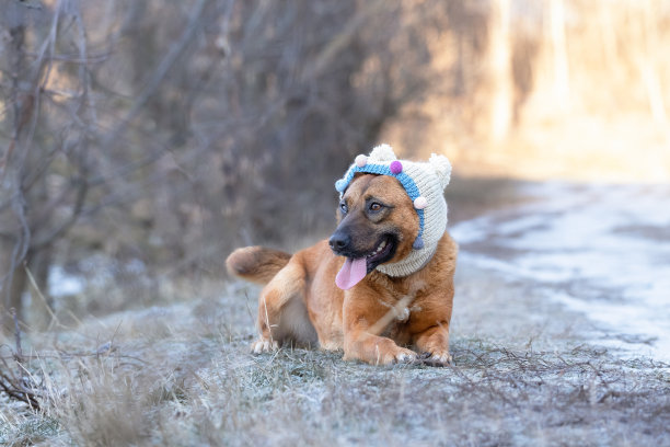 狗在散步。一只戴着白色滑稽帽子的棕色大狗在公园里散步。图片下载