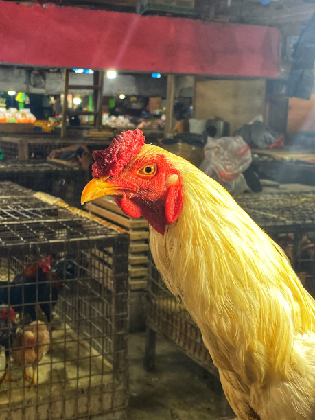 鸡笼里的动物图片下载