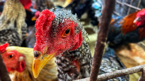 鸡笼里的动物图片下载