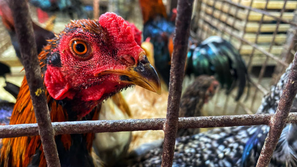 鸡笼里的动物图片下载