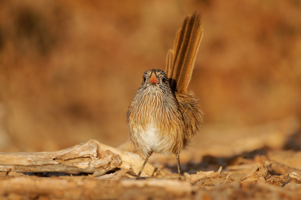 西部草鹪鹩(Amytornis textilis)，又称厚嘴草鹪鹩或纺织鹪鹩，澳大利亚特有的小型陆生鸟类，棕色羽毛上有黑白条纹和长尾巴图片下载