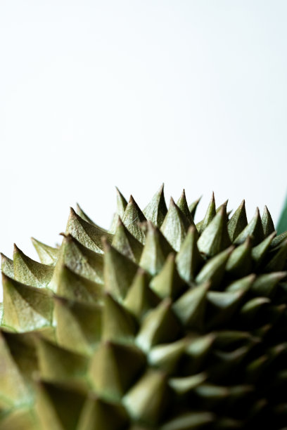 热带水果之王榴莲的特写。刺纹理。图片下载