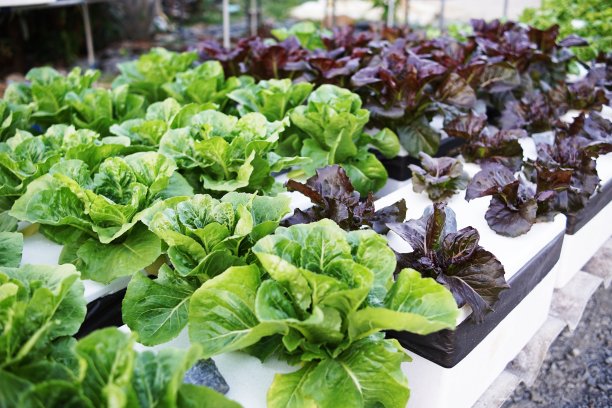 水培有机蔬菜沙拉园栽培在家庭花园图片下载