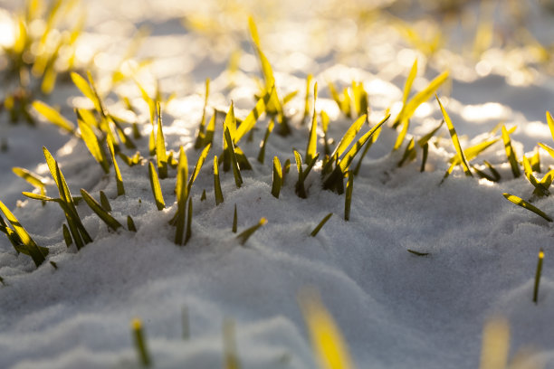 草在冬天被冰雪覆盖图片下载