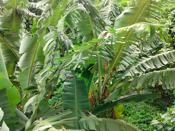 一张香蕉树被风吹起的照片图片下载