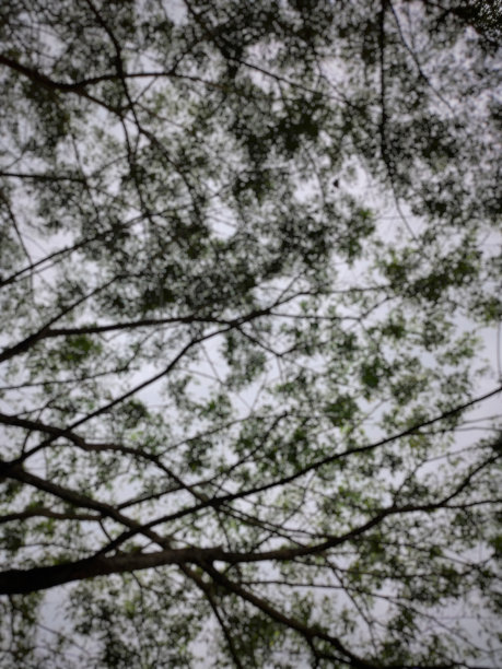 自然的离焦抽象背景图片下载