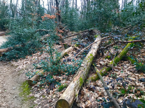 濒临死亡的法国森林图片下载