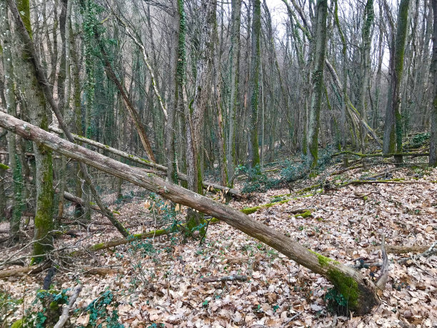 濒临死亡的法国森林图片下载