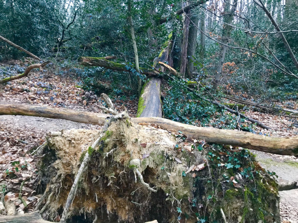 濒临死亡的法国森林图片下载