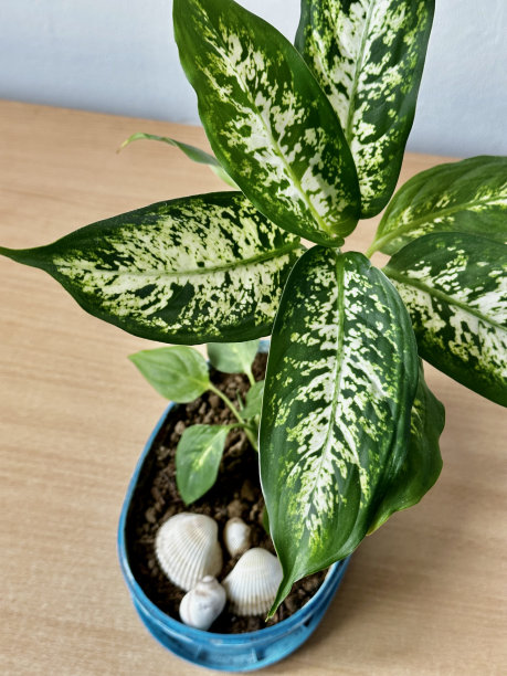 我的绿色植物图片下载