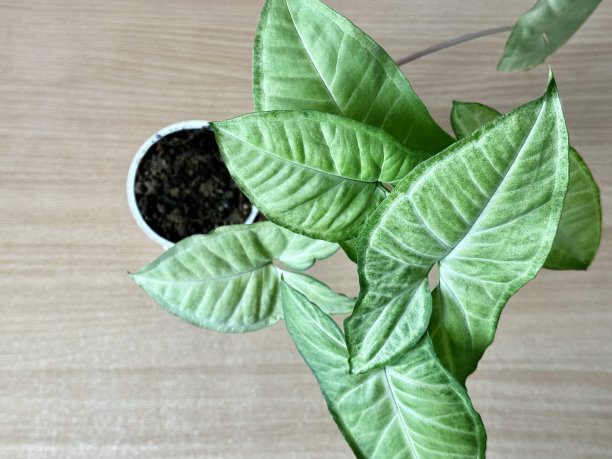 我的绿色植物图片下载