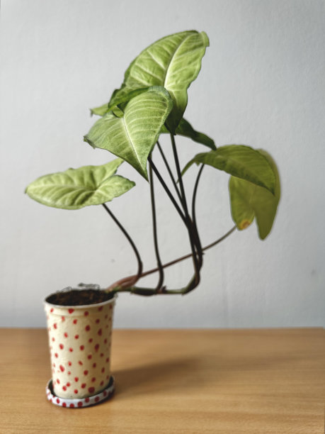 我的绿色植物图片下载