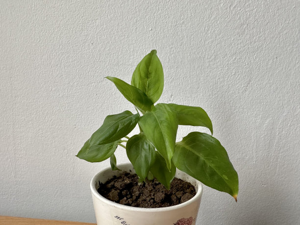 我的绿色植物图片下载