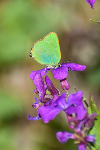 小绿蝴蝶在粉红色的野花上图片下载