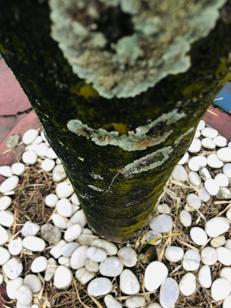 树木和白色的石头图片下载