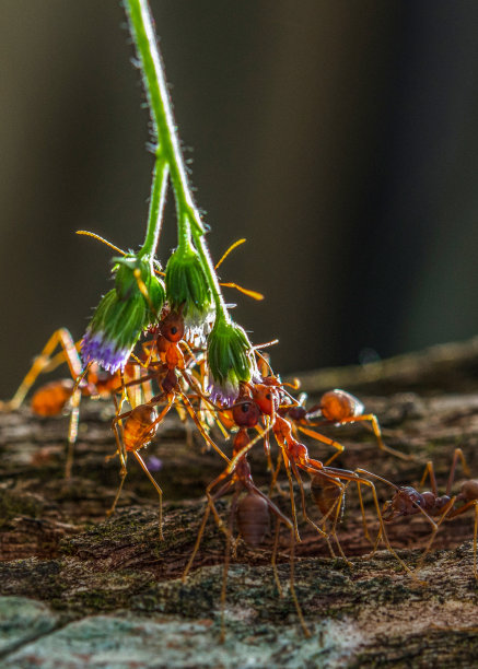 蚂蚁图片下载