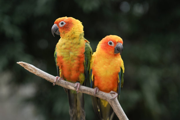 两个太阳锥栖息在树枝上图片下载