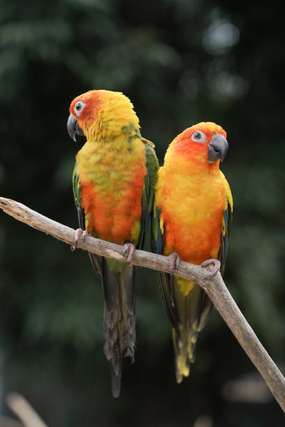 两个太阳锥栖息在树枝上图片下载