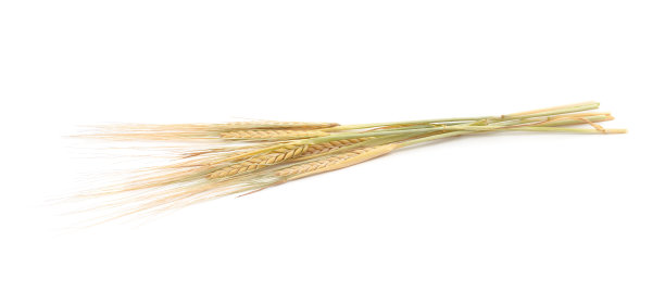 金色的麦穗。图片下载