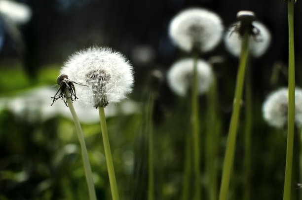 蒲公英在绿色的草地背景。软焦点图片下载