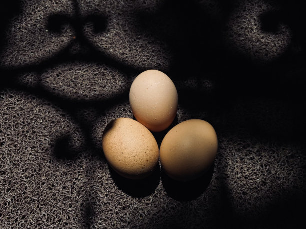 阳光下的鸡蛋图片下载