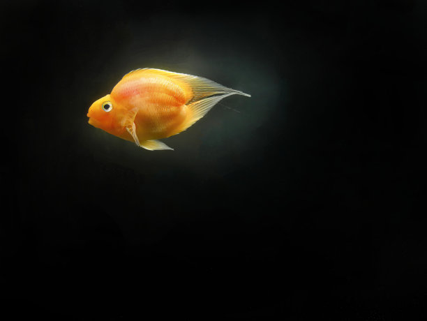 一种无尾热带鱼名叫德普鱼或血红鹦鹉，慈鲷，鲜艳，颜色橙黄色，杂交鱼类，慈鲷科品种以深色水为背景，水族箱图片下载