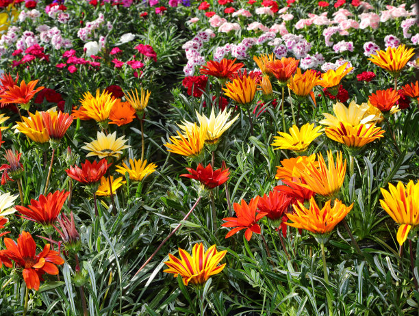 Gazania和其他花卉和更多的植物在花卉市场出售图片下载