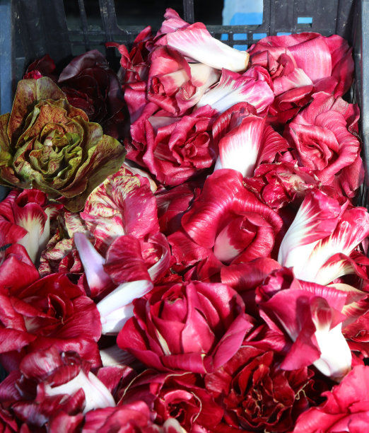 红色菊苣在意大利的水果和蔬菜市场在冬季被称为菊苣图片下载