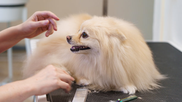 宠物护理图片下载