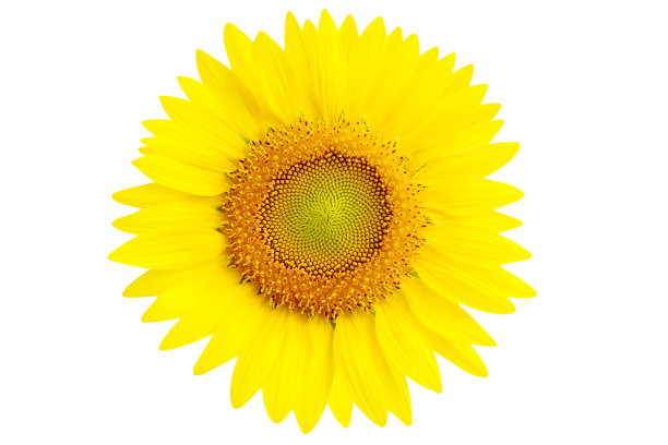 向日葵。图片下载