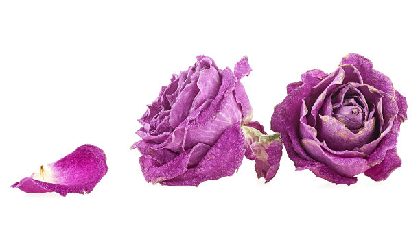 褪色的紫色玫瑰，花瓣孤立在白色背景上。凋谢的垂死的玫瑰。图片下载