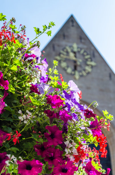 比利时布鲁塞尔五颜六色的花朵图片下载