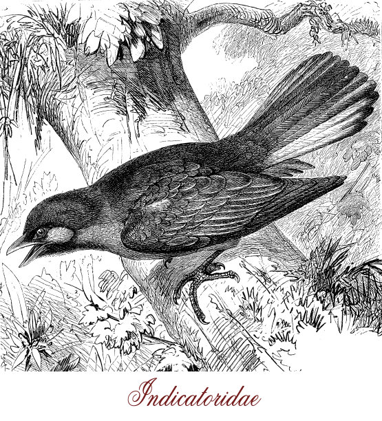 复古雕刻的蜜䴕雀形鸟图片下载