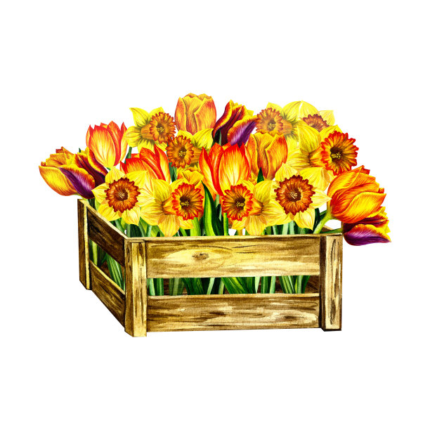 春天的花朵郁金香和水仙花在一个木盒子里。隔离在白色背景上。手水彩。图片下载