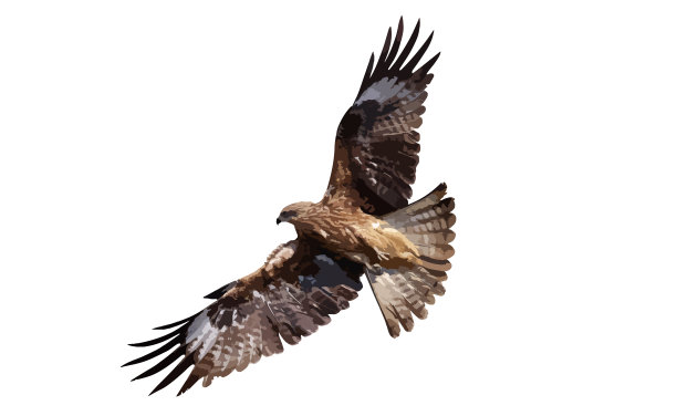 黑风筝(Milvus迁徙动物)图片下载