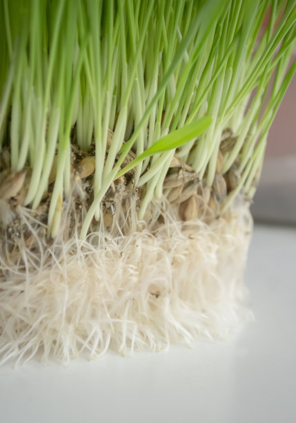 为动物在窗台上培育绿色植物根系。猫的小麦根系。猫咪花园的自制草。图片下载