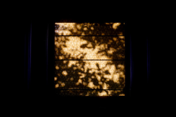 树荫映在幕墙上。图片下载