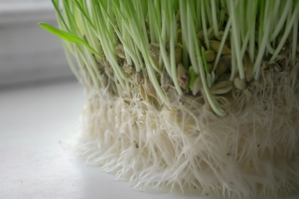 猫咪花园的自制草。为动物在窗台上培育绿色植物根系。猫的小麦根系。图片下载