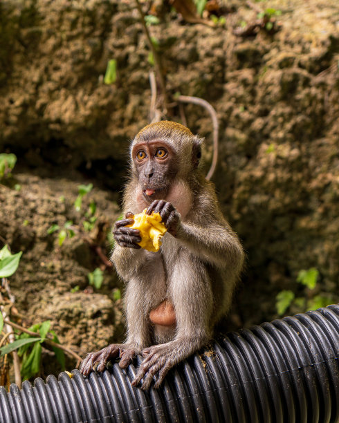 一只猕猴正在吃黄色的水果图片下载