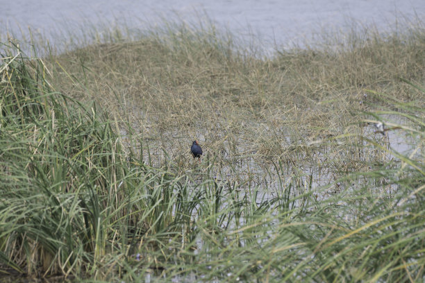 紫色swamphen图片下载