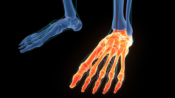 人体骨骼系统足骨关节解剖图片下载