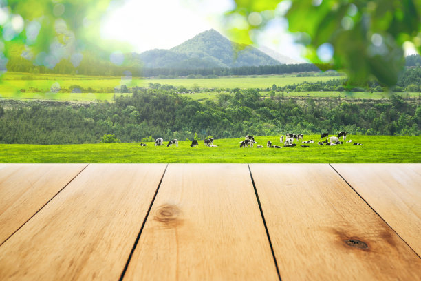 空的浅色木桌，模糊的背景是北海道草地的夏天和乡村的奶牛图片下载