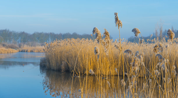 冬天日出时，在阳光下，沿着结冰多雾的湖边芦苇图片下载