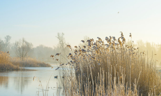 冬天日出时，在阳光下，沿着结冰多雾的湖边芦苇图片下载
