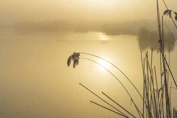 冬天日出时，在阳光下，沿着结冰多雾的湖边芦苇图片下载